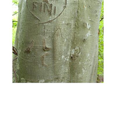 Kf 10