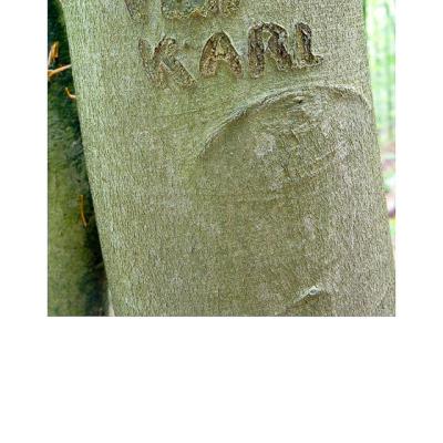 Kf 13