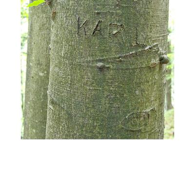 Kf 15